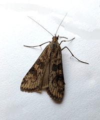 Nomophila nearctica