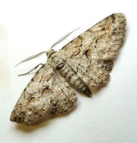 Iridopsis defectaria