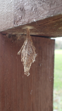 Thyridopteryx ephemeraeformis