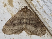 Operophtera bruceata