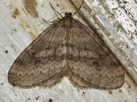 Operophtera bruceata