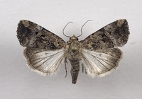 Elaphria chalcedonia