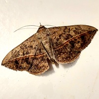 Anticarsia gemmatalis