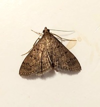 Herpetogramma phaeopteralis