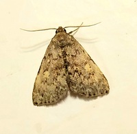 Idia aemula
