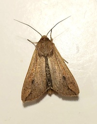Mythimna unipuncta