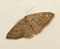 Pleuroprucha insulsaria