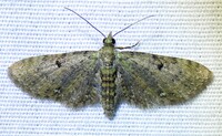 Eupithecia miserulata