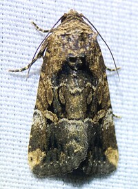 Elaphria chalcedonia