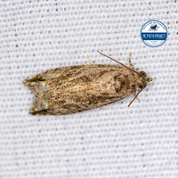 Proteoteras aesculana