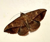 Anticarsia gemmatalis