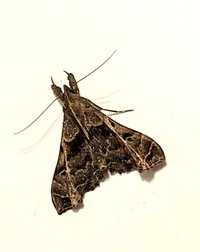 Palthis asopialis