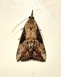 Hypena scabra