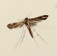 Stenoptilodes taprobanes