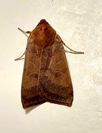 Metaxaglaea australis