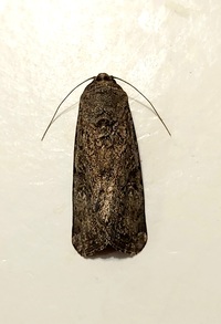 Spodoptera frugiperda