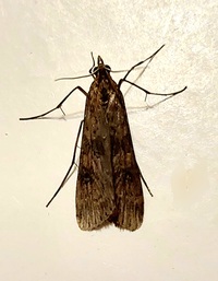 Nomophila nearctica