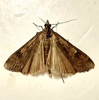 Nomophila nearctica