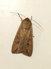 Mythimna unipuncta