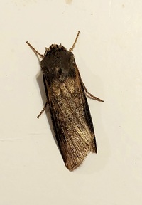 Agrotis ipsilon