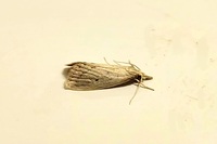 Diatraea lisetta