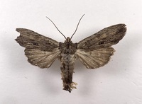 Lithophane patefacta