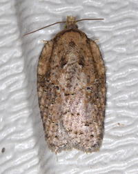 Acleris chalybeana