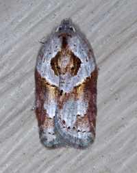 Acleris maculidorsana