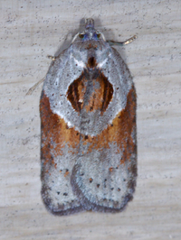Acleris maculidorsana