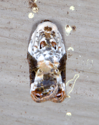 Acleris nivisellana
