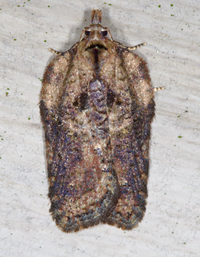 Acleris robinsoniana