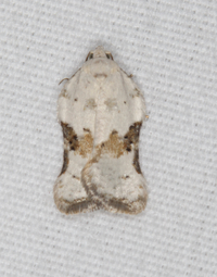 Acleris subnivana