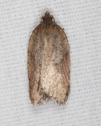 Acleris viburnana