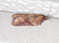 Acleris viburnana