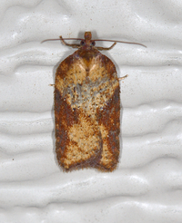 Acleris viburnana