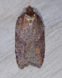 Acleris viburnana