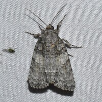 Acronicta increta
