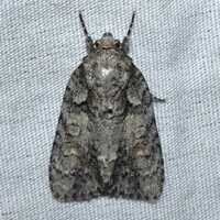 Acronicta ovata