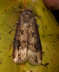 Agrotis ipsilon