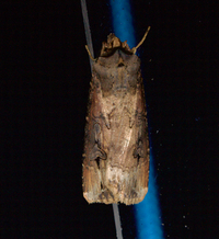 Agrotis ipsilon