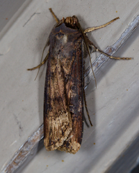 Agrotis ipsilon