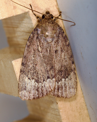 Amphipyra pyramidoides