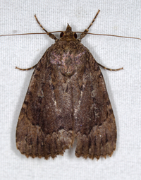 Amphipyra pyramidoides