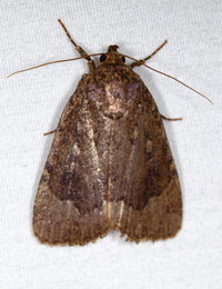 Amphipyra pyramidoides