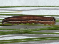 Anicla unidentified species