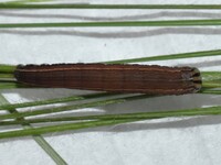 Anicla unidentified species