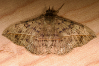 Anticarsia gemmatalis