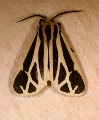 Apantesis phalerata