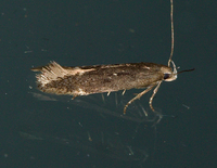 Aproaerema unidentified species