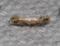 Aristotelia rubidella